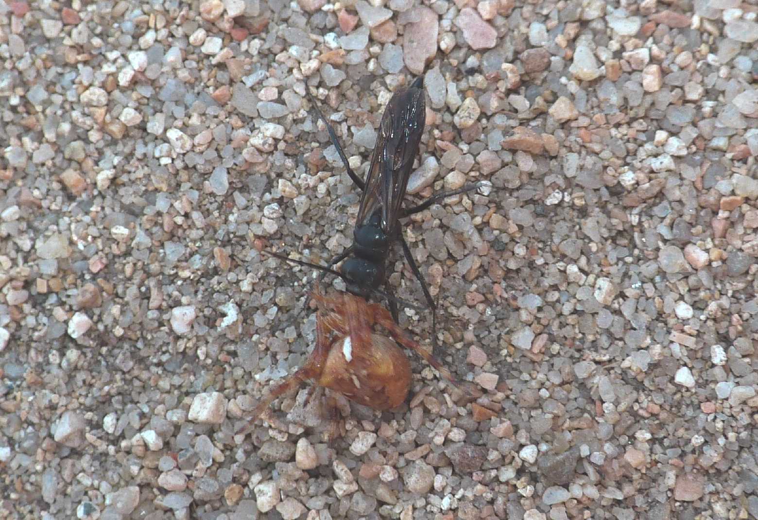 Piccolo Pompilidae con ragno predato